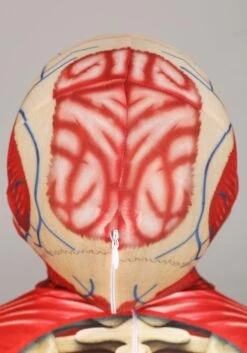 Anatomical Model Costume For Kids -Halloween Costumes Shop body skeleton costume alt 3