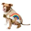 Rainbow Costume For Pets