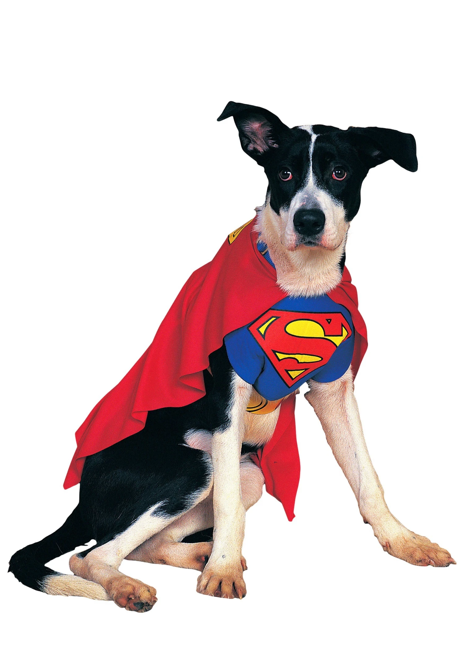 Superman Dog Halloween Costume 1 Superman Dog Halloween Costume